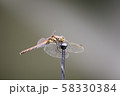 Red dragonfly resting  58330384