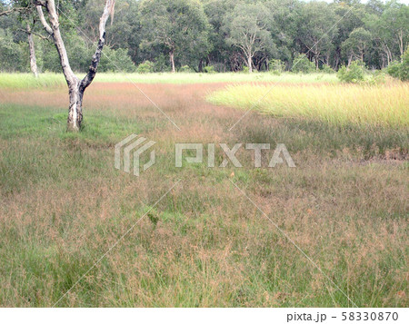Autumn landscape. Yellow field 58330870