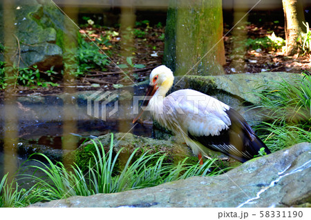 横浜ズーラシア動物園コウノトリ 58331190