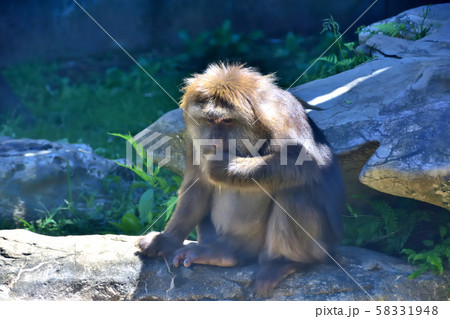 横浜ズーラシア動物園チベットモンキー 横浜ズーラシア動物園チベットモンキー 58331948