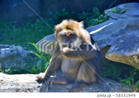 横浜ズーラシア動物園チベットモンキー 横浜ズーラシア動物園チベットモンキー 58331949