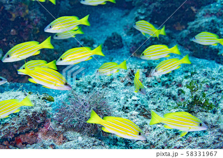 ヨスジフエダイ 58331967