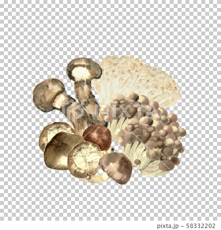 きのこセット 水彩 松茸 エノキ シメジ 椎茸 58332202