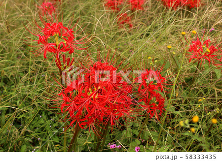烏山線小塙駅近くにある森田踏切の傍に咲いている彼岸花(4) 58333435