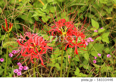 烏山線小塙駅近くにある森田踏切の傍に咲いている彼岸花(8) 58333446