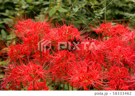 烏山線の小塙駅付近で塊状態になって満開になった曼珠沙華(1) 烏山線の小塙駅付近で塊状態になって満開になった曼珠沙華(1) 58333462