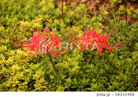烏山線の小塙駅付近で見頃を迎えた曼珠沙華(7) 烏山線の小塙駅付近で見頃を迎えた曼珠沙華(7) 58333466