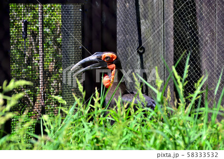横浜ズーラシア動物園ミナミジサイチョウ 58333532
