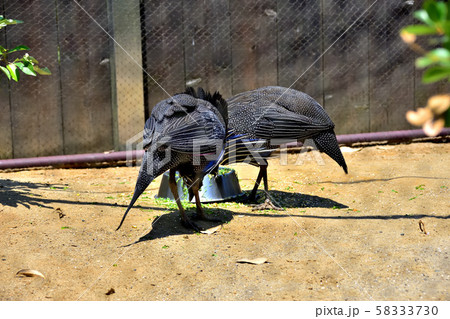 横浜ズーラシア動物園フサホロホロチョウ 58333730