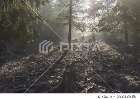 The rays of the sun illuminate the forest clearing 58333886