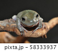 イエアメガエル 58333937