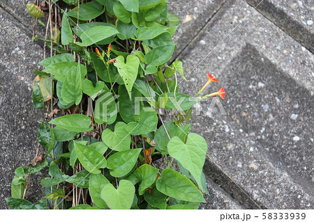 つる植物と法面 58333939