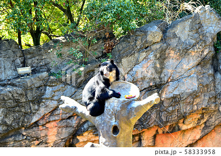 横浜ズーラシア動物園メガネグマ 58333958