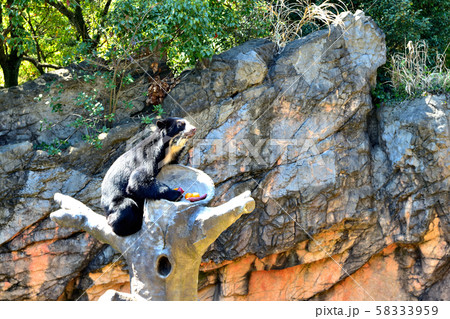 横浜ズーラシア動物園メガネグマ 横浜ズーラシア動物園メガネグマ 58333959