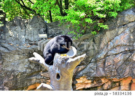 横浜ズーラシア動物園メガネグマ 横浜ズーラシア動物園メガネグマ 58334136
