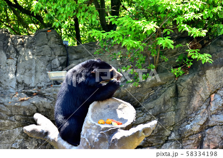 横浜ズーラシア動物園メガネグマ 58334198