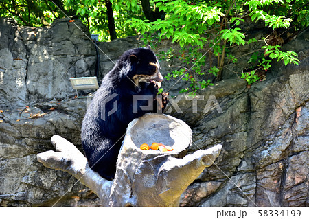 横浜ズーラシア動物園メガネグマ 58334199