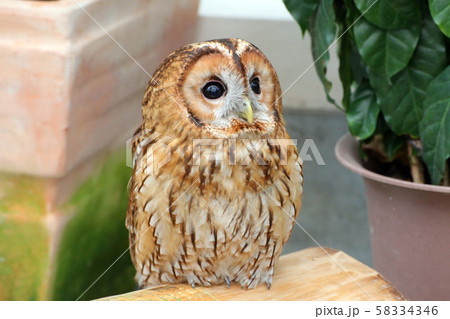 モリフクロウ 58334346