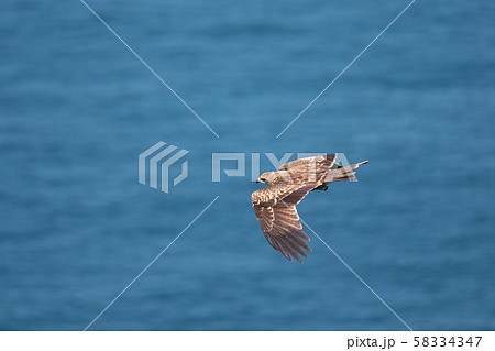 鳴門海峡上を飛ぶトビ 58334347