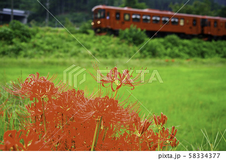 長良川鉄道　彼岸花 58334377