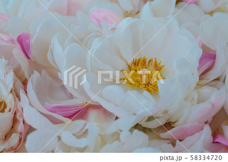 Heap of blooming white and pink peony flowers. Heap of blooming white and pink peony flowers. 58334720