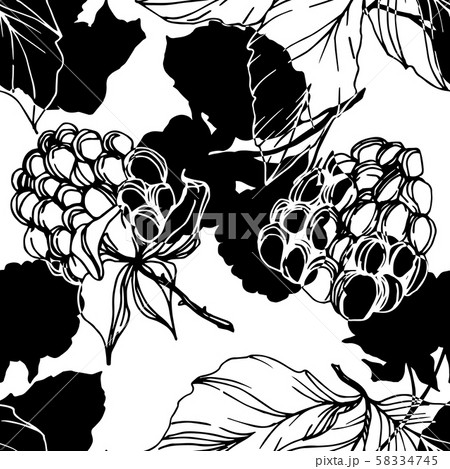 Vector Blackberry healthy food. Black and white engraved ink art. Seamless background pattern. 58334745