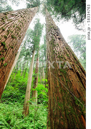 大美輪の杉　山形県 58334763