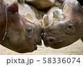 サイがお喋りしているような写真 58336074