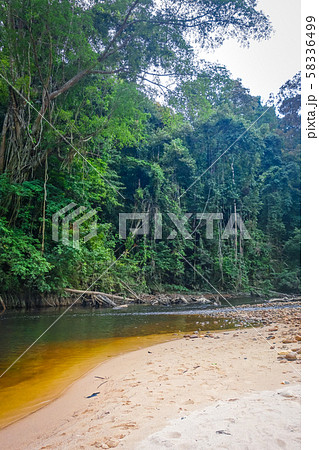 River in Jungle rainforest Taman Negara national 58336499