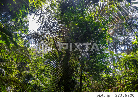 Jungle landscape Taman Negara national park, Jungle landscape Taman Negara national park, 58336500