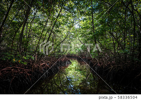 Mangrove in Nusa Lembongan island, Bali, Indonesia Mangrove in Nusa Lembongan island, Bali, Indonesia 58336504