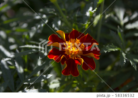 マリーゴールド 花 植物 58336532