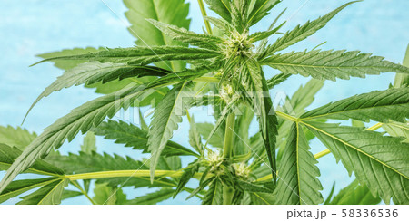 A panorama of flowering cannabis buds, macro photo on a blue bakground A panorama of flowering cannabis buds, macro photo on a blue bakground 58336536