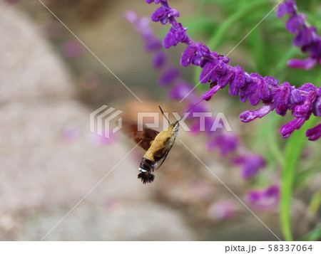 アメジストセージにホウジャク Salvia leucantha and Sphingidae アメジストセージにホウジャク Salvia leucantha and Sphingidae 58337064