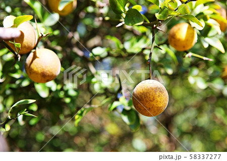 テンジャ フルーツ 果物 58337277