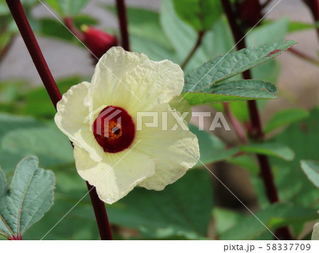 ハイビスカス_ローゼル Roselle ハイビスカス_ローゼル Roselle 58337709