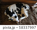 昼寝をする仔牛 58337997
