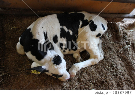 昼寝をする仔牛 58337997