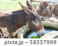 水場のロバ 58337999