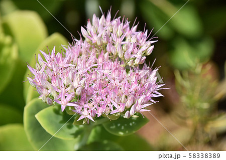 オオベンケイソウ（大弁慶草） 58338389