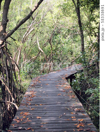 Wood bridge Wood bridge 58338691