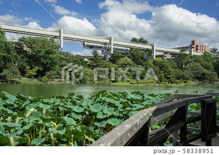千葉公園の夏 58338951