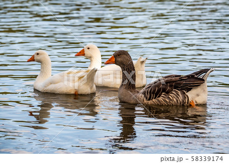 Three Gooses swiming on river, looking for 58339174