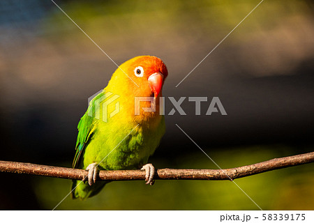 Beautiful parrot, Sun Conure on tree branch. 58339175
