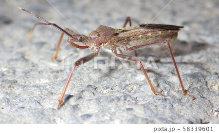 オオトビサシガメ 58339601