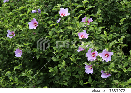 樹木園 ムクゲ 国花 58339724