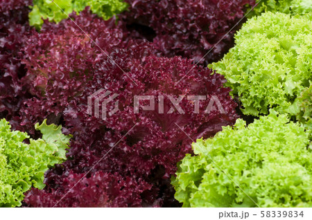 Closeup of various salads plantation  58339834