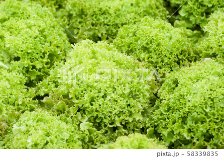 Closeup of salad plantation in a greenhouse 58339835