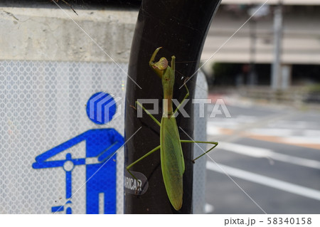 オオカマキリ オオカマキリ 58340158