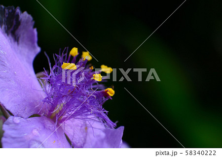 紫露草の花 58340222